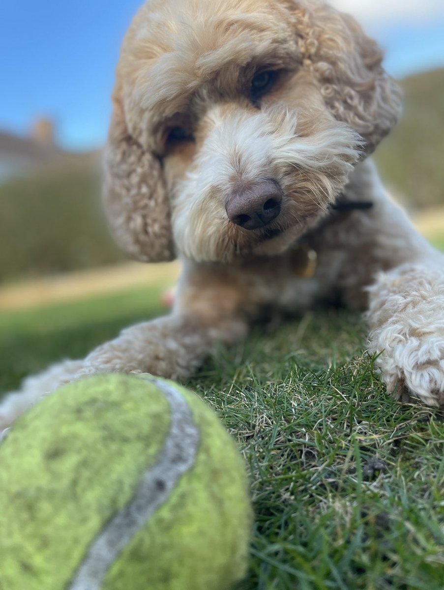 peddlar123's tweet photo. @bluelightcard Barlow 🐶 https://t.co/Az8PcagCCk