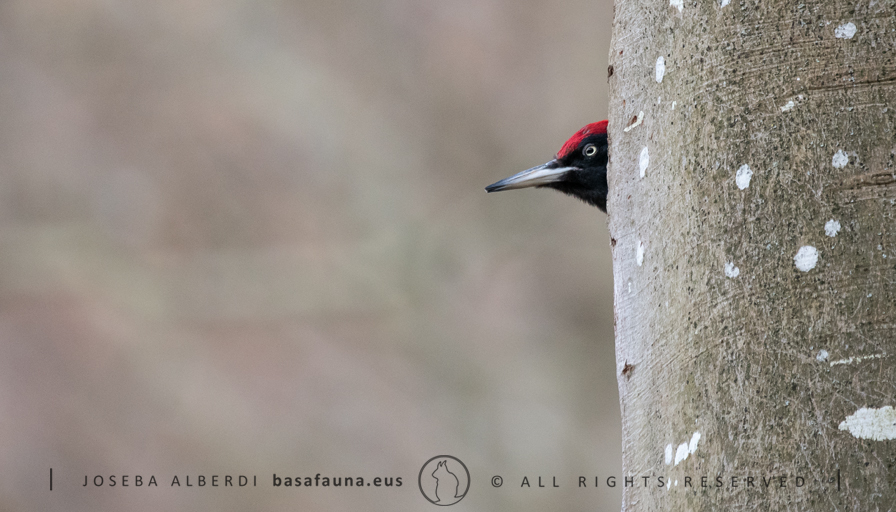 basafauna's tweet photo. Okil beltzak, okil berdearen antzera, kumatze garaian arrak izaten du gaueko txandak habian egiteko ardura.
#woodpecker #blackwoodpecker #dryocopusmartius #okilbeltz #okila #okil #picamaderosnegro #picidae #pajarocarpintero #wildlife #basafauna #urkiola #euskalherria https://t.co/U6yEryJkNZ