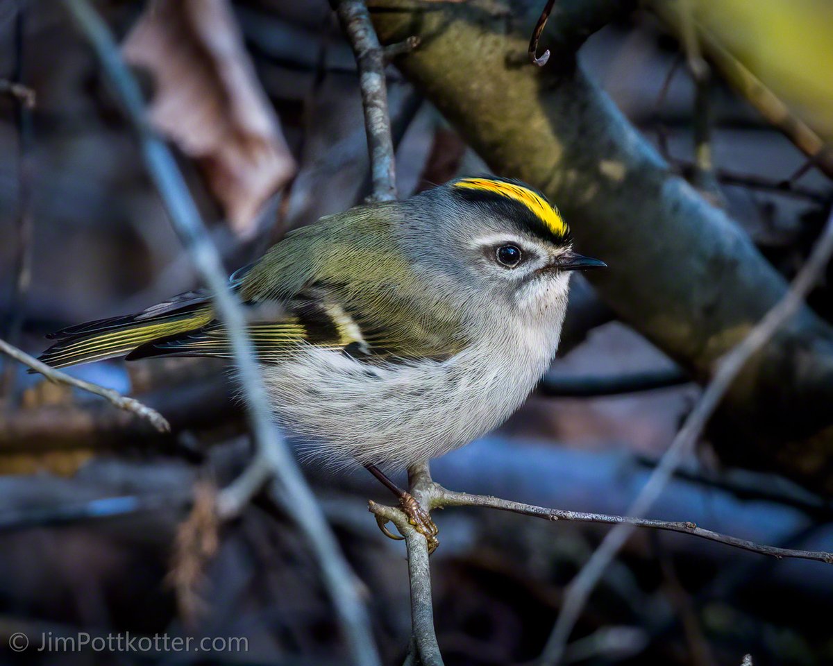 HappyPixr's tweet photo. It was a cool day, but the sun kept me warm, and the birds kept me going. I had been taking photos of common birds when this uncommon to me, Golden-crowned Kinglet landed nearby. I forgot about the other birds and grabbed a couple of quick shots before he took off. #FridayVibes https://t.co/FyHgEY9iGv