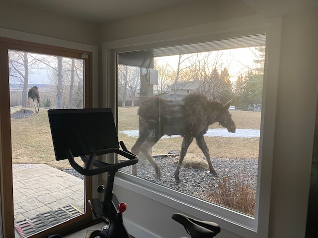 This felt like an #AprilFools joke – I couldn’t believe my eyes when I saw these two this morning! I look forward to when I can safely work in the office more, but this sure was a nice surprise at my home office. I feel like they were looking to spend a little time on my #peloton