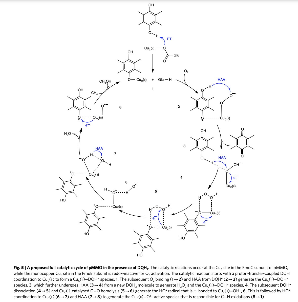 Enzyme Chemistry (@enzymechemistry) on Twitter photo Deciphering the oxygen activation mechanism at the CuC site of particulate methane monooxygenase by Wei Peng, Xiaoyang Qu, Sason Shaik , and Binju Wang in <a href="/NatureCatalysis/">Nature Catalysis</a> nature.com/articles/s4192… Deciphering the oxygen activation mechanism at the CuC site of particulate methane monooxygenase by Wei Peng, Xiaoyang Qu, Sason Shaik , and Binju Wang in <a href="/NatureCatalysis/">Nature Catalysis</a> nature.com/articles/s4192…