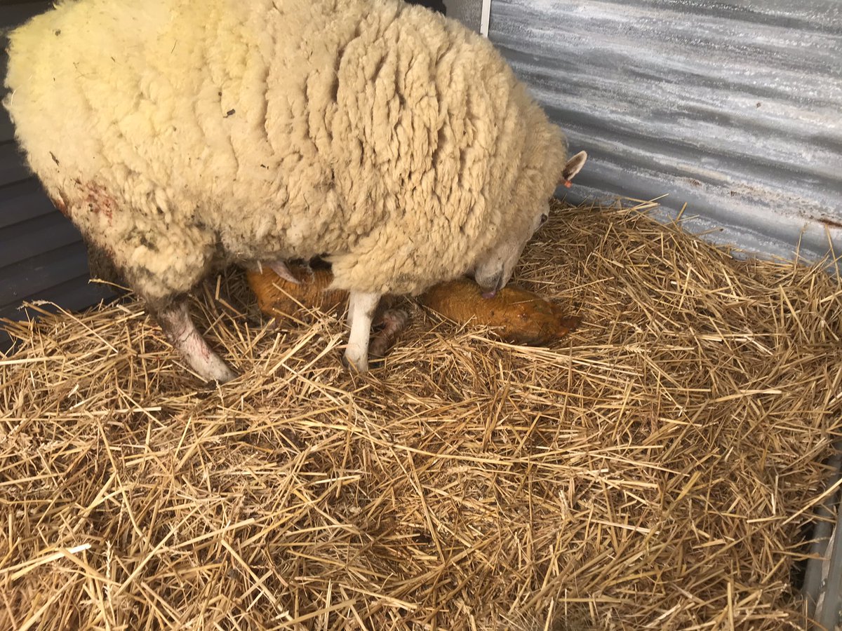 suemillward1's tweet photo. Newbies to lambing - first two ewes delivered today. 2 down, 8 to go ... Spring has arrived! Happy Easter everyone #twins #boys #EasterDeliveries #PartTimeFarmers #excited #countryside #Shepherds https://t.co/JDvnGcn05g