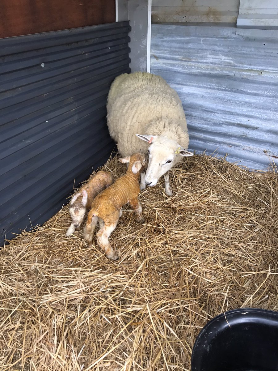 suemillward1's tweet photo. Newbies to lambing - first two ewes delivered today. 2 down, 8 to go ... Spring has arrived! Happy Easter everyone #twins #boys #EasterDeliveries #PartTimeFarmers #excited #countryside #Shepherds https://t.co/JDvnGcn05g
