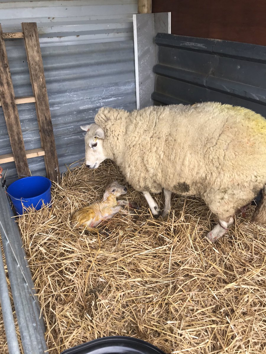 suemillward1's tweet photo. Newbies to lambing - first two ewes delivered today. 2 down, 8 to go ... Spring has arrived! Happy Easter everyone #twins #boys #EasterDeliveries #PartTimeFarmers #excited #countryside #Shepherds https://t.co/JDvnGcn05g