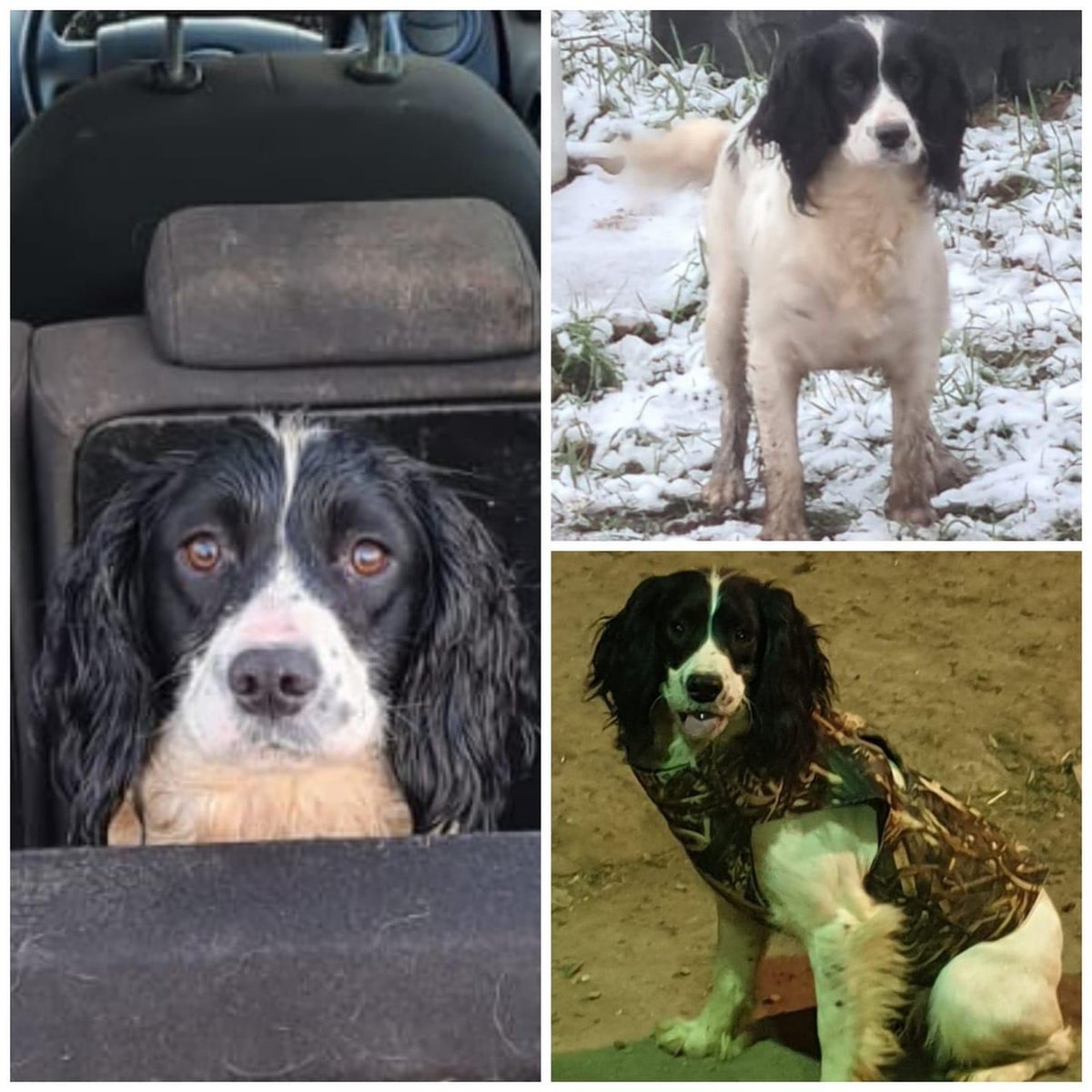 rosieDoc2's tweet image. COME ON SOME1 MUST KNOW WHERE OUR GIRL IS OR KNOW SOMETHING!! NOT A DAY GOES BY WHERE WE DONT THINK ABOUT U &amp;amp; MISS U WE LOVE U ALWAYS LOLA SO MUCH KEEP RTING OUR BABY WE WANT HER HOME BACK WITH US WHERE SHE BELONGS
LOLA Missing #Fishlakes #Doncaster 

facebook.com/groups/5450028…