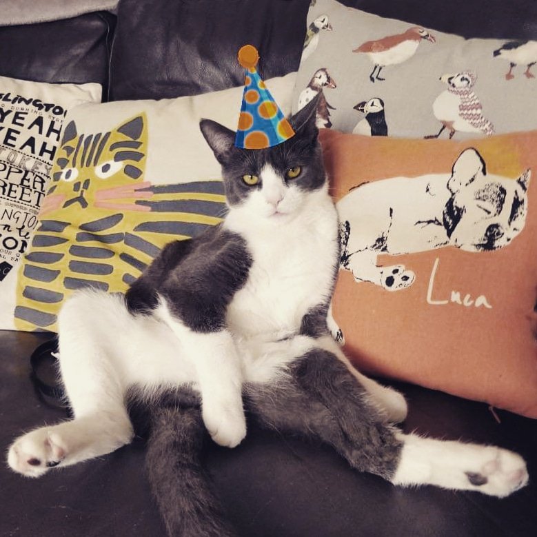 AudioCaroline's tweet photo. Happy 1st Birthday Mouse! #studiokitty #TooCoolForSchool https://t.co/JlHBC7sLpp