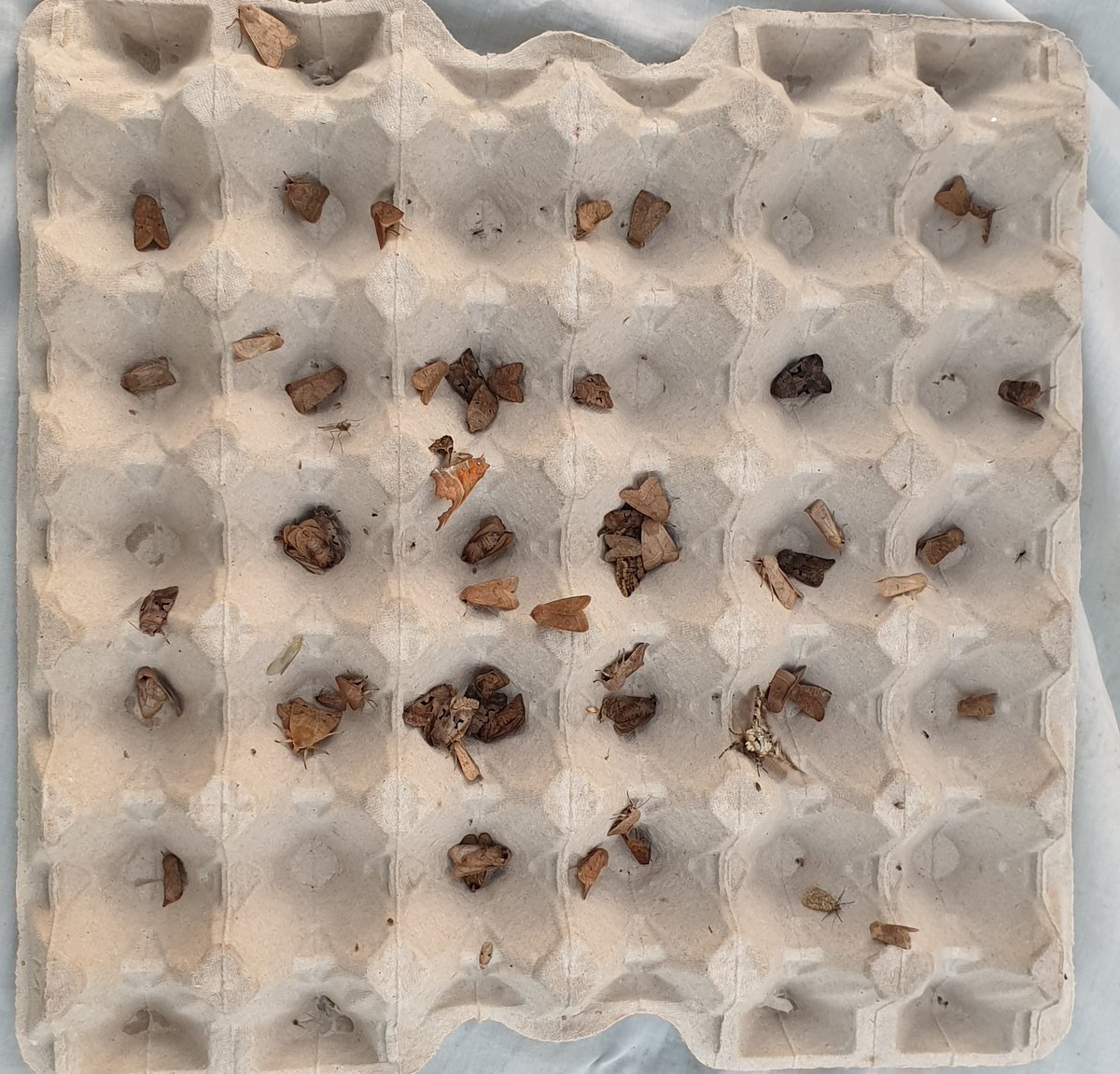 Een hele nette vangst vanmorgen, met 107 vlinders verdeeld over 18 soorten! <a href="/Nachtvlinders/">Nachtvlinders</a>