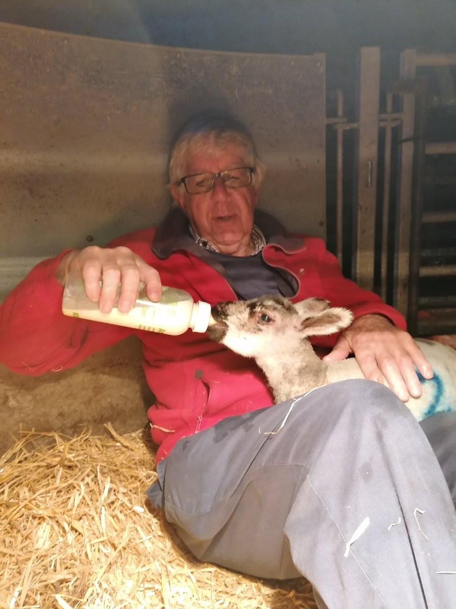 PintSizedFarmer's tweet photo. My lovely Dad (aged 78 and 3/4) has persuaded Pepper to drink from the bottle and they are now best of friends. Dad comes over every evening for the 5pm to 9pm shift just to make sure I'm safe going out in the dark round the farm 😍. I pay him in tea, love &amp; chocolate hobnobs. https://t.co/UIY6QFB8m3