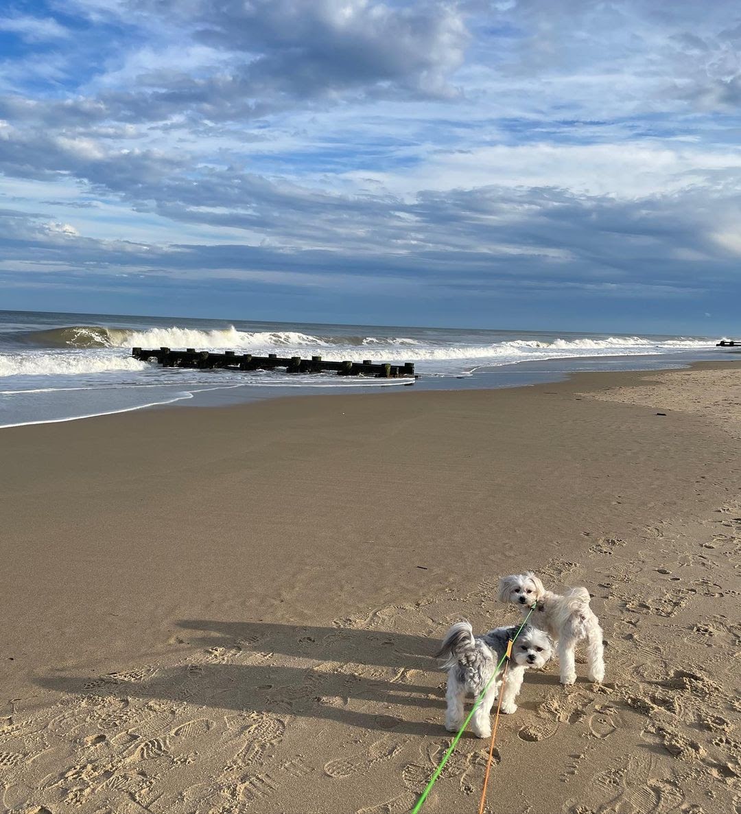 Feel a little more at home while on the road with your pet being with you. Book a pet-friendly suite and take advantage of our ongoing offers. rehobothheritage.com/offers
P.c- @chipnotdip69

#Delaware #puppy #PhotoOfTheDay #dogsofinstagram  #DogLover