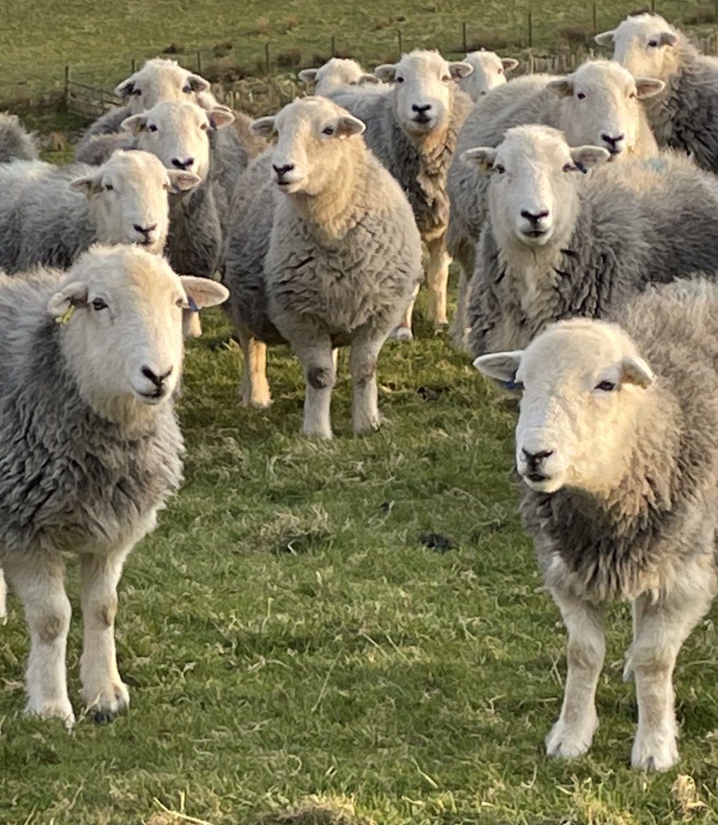 herdyshepherd1's tweet photo. Hundreds of lambs in those bellies - kicking off in the next few days https://t.co/4rWbebM1wQ