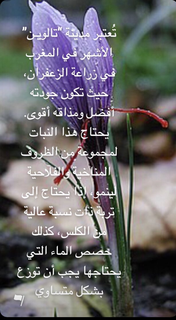 lolo418111's tweet photo. #خيوط_الزعفران https://t.co/93lZz8eHuz