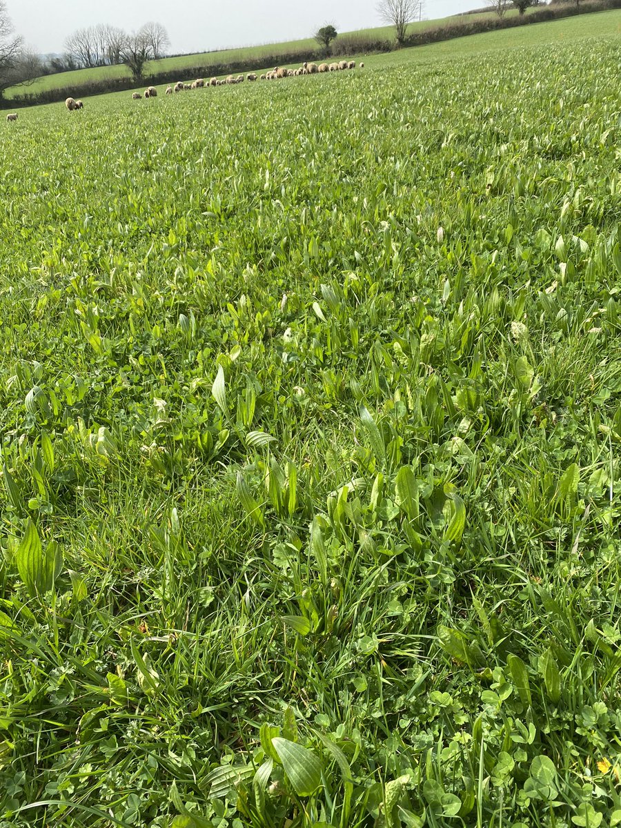 will__whiting's tweet image. The charollais ewes and lambs moved onto the herbal ley paddocks, should keep them growing!