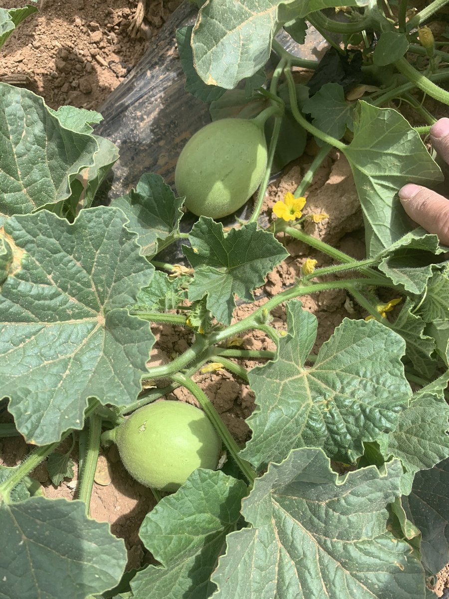 SantaRosaProduc's tweet photo. Not too long now #santarosaproduce #cantaloupe #azgrown #domesticmelonseason https://t.co/C3tSHa6RVL