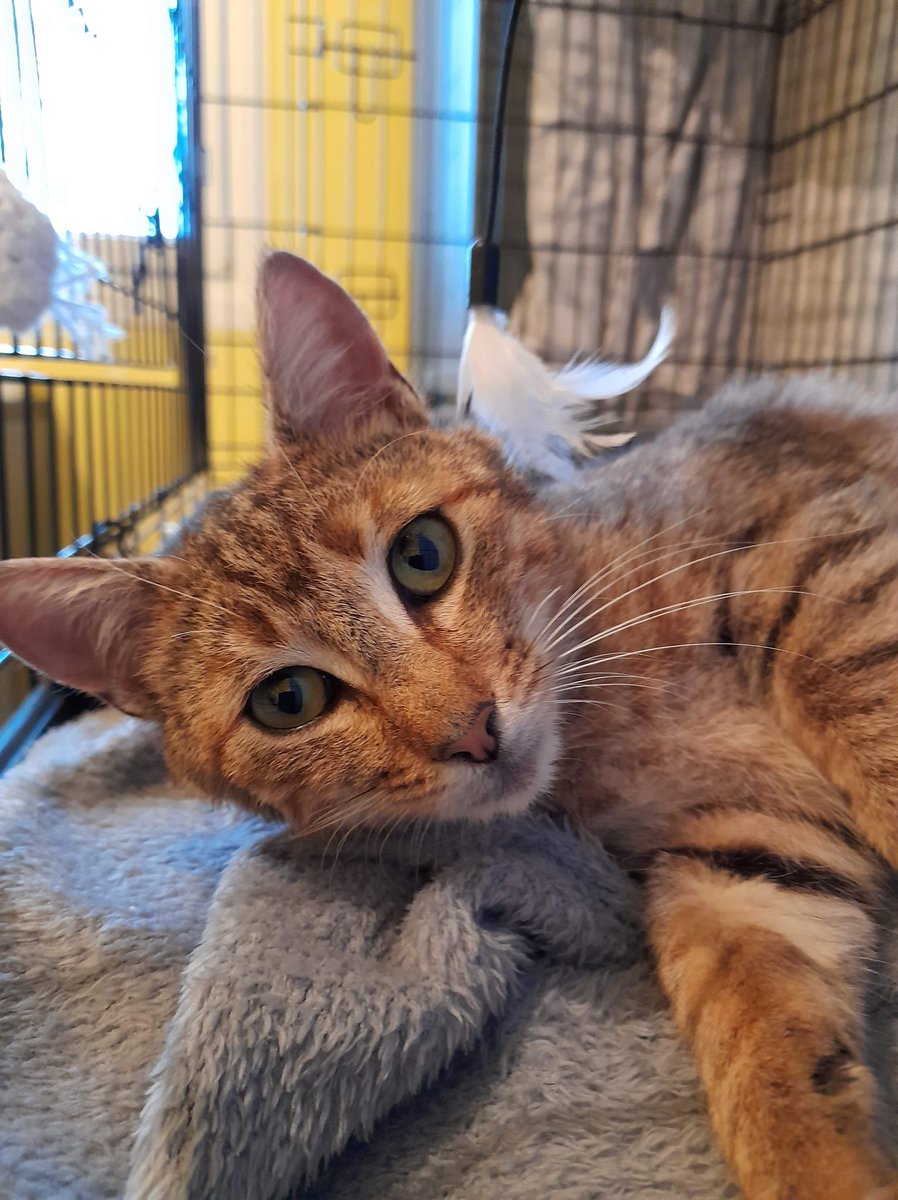 RefugedeBuigny's tweet photo. #Mistral
🐱A LA RÉSERVATION 🐱

🐱 Mistral, est un jeune mâle de 1 an et demi, qui est très gentil, très calin, timide, sociable et aime beaucoup jouer.😁
Il a un petit côté discret mais ça ne l'empêche pas d'être un amour, curieux et attentif.🥰
Son regard est + https://t.co/Pu5GD3Gg1a