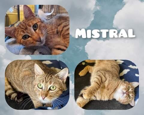 RefugedeBuigny's tweet photo. #Mistral
🐱A LA RÉSERVATION 🐱

🐱 Mistral, est un jeune mâle de 1 an et demi, qui est très gentil, très calin, timide, sociable et aime beaucoup jouer.😁
Il a un petit côté discret mais ça ne l'empêche pas d'être un amour, curieux et attentif.🥰
Son regard est + https://t.co/Pu5GD3Gg1a