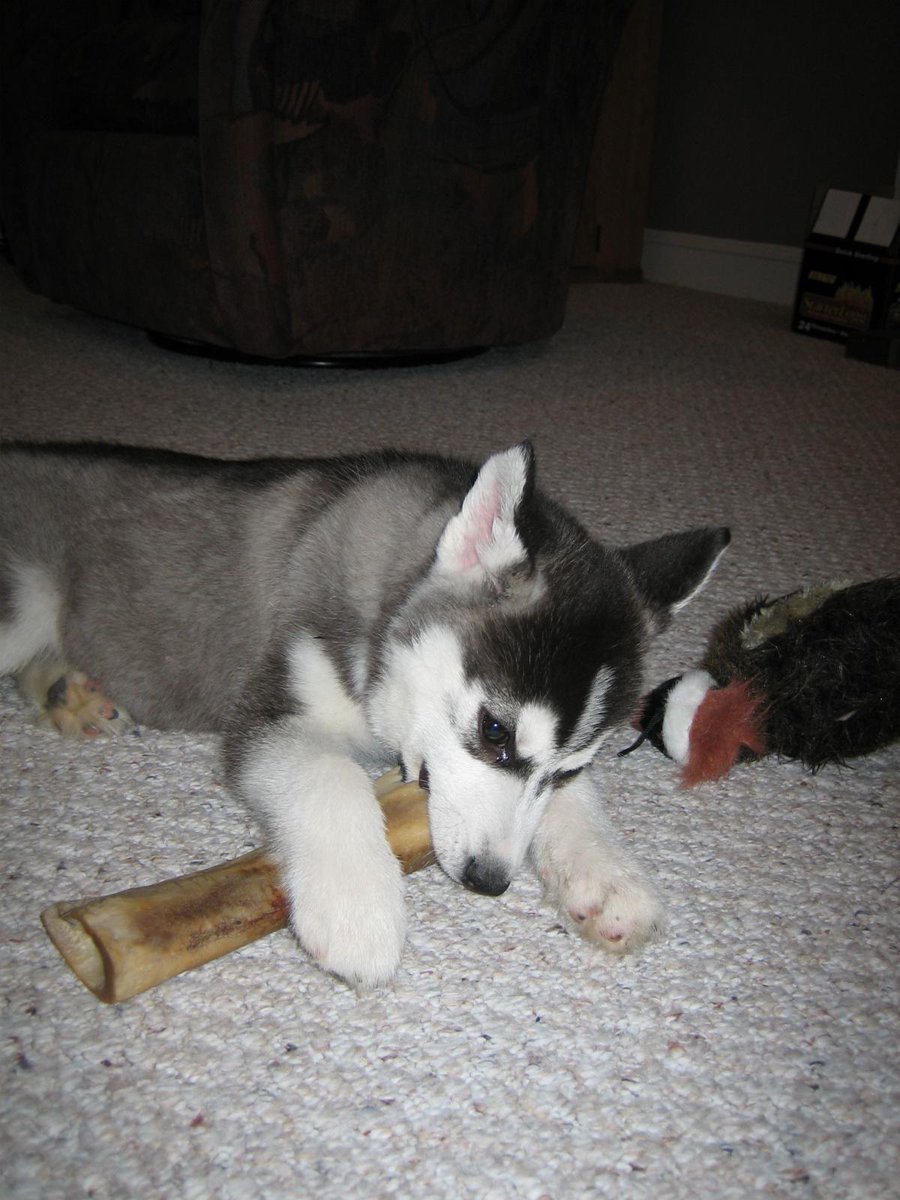 CTCT_API's tweet image. Testing session for multi-account support. Sorry!
but... Niko!