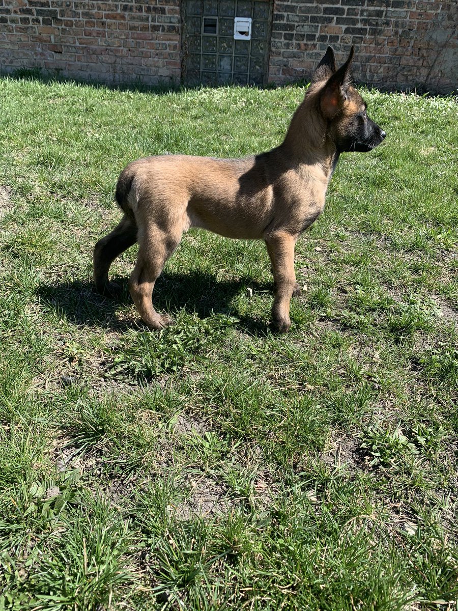 BiteaholicLLC's tweet photo. Welcome Lola Vom Haus Biteaholic to the @biteaholics_anonymous_llc kennel. Lola comes to us from @europa_k9 through the repeat breeding of Willem BRN 13996 and Big Mo BRN 30777. We look forward to working and developing Lola into a quality high drive x-Malinois. #LandShark https://t.co/wlPdGQCaIO