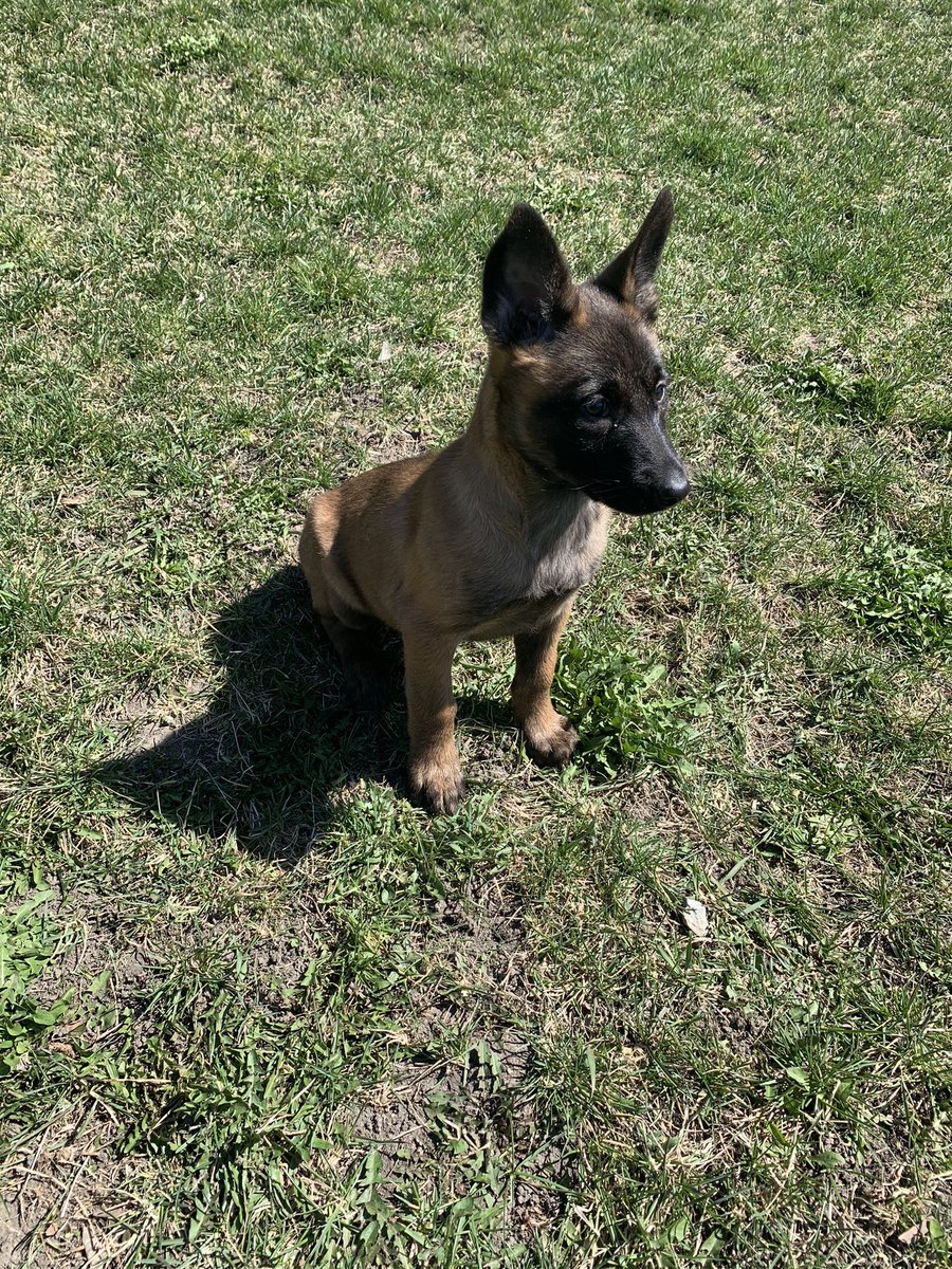 BiteaholicLLC's tweet photo. Welcome Lola Vom Haus Biteaholic to the @biteaholics_anonymous_llc kennel. Lola comes to us from @europa_k9 through the repeat breeding of Willem BRN 13996 and Big Mo BRN 30777. We look forward to working and developing Lola into a quality high drive x-Malinois. #LandShark https://t.co/wlPdGQCaIO