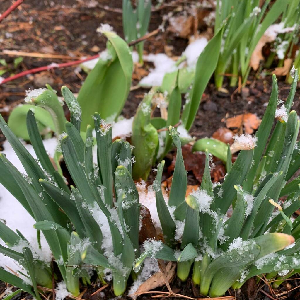DaynaLorentz's tweet image. Poor #springbulbs #vermontspring #snowday #aprilfools