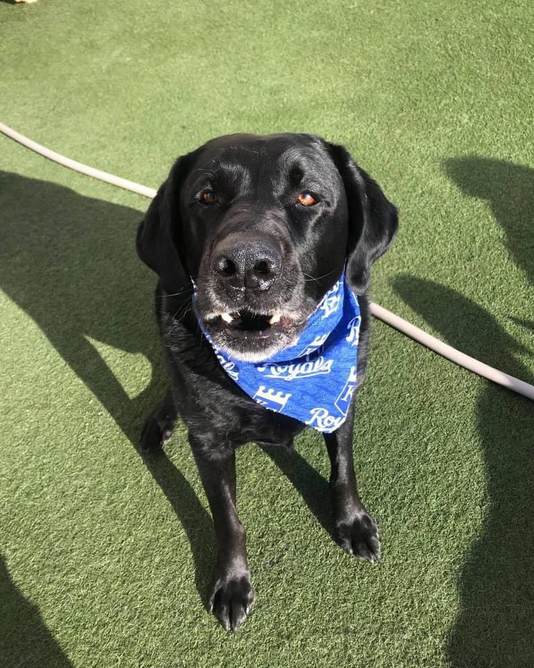FetchersOlathe's tweet photo. Whoโs ready for Royals season? We know we are! ๐โ๏ธ Itโs finally Opening Day, Letโs get this show on the road. ๐พ๐ถ #SoFetch #dogdaycare #doggydaycare #dogsofkc https://t.co/xXHWa6pIYR