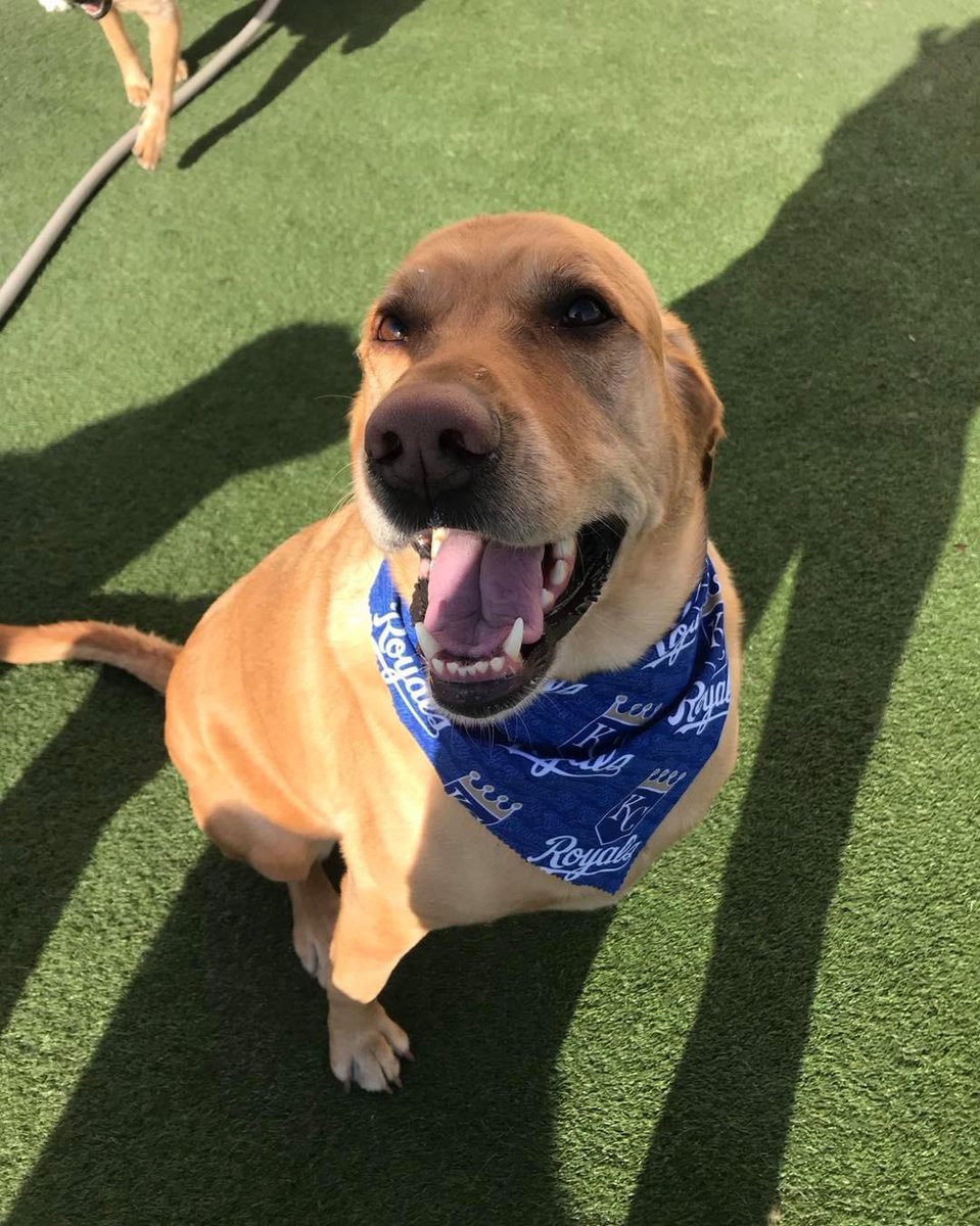 FetchersOlathe's tweet photo. Whoโs ready for Royals season? We know we are! ๐โ๏ธ Itโs finally Opening Day, Letโs get this show on the road. ๐พ๐ถ #SoFetch #dogdaycare #doggydaycare #dogsofkc https://t.co/xXHWa6pIYR