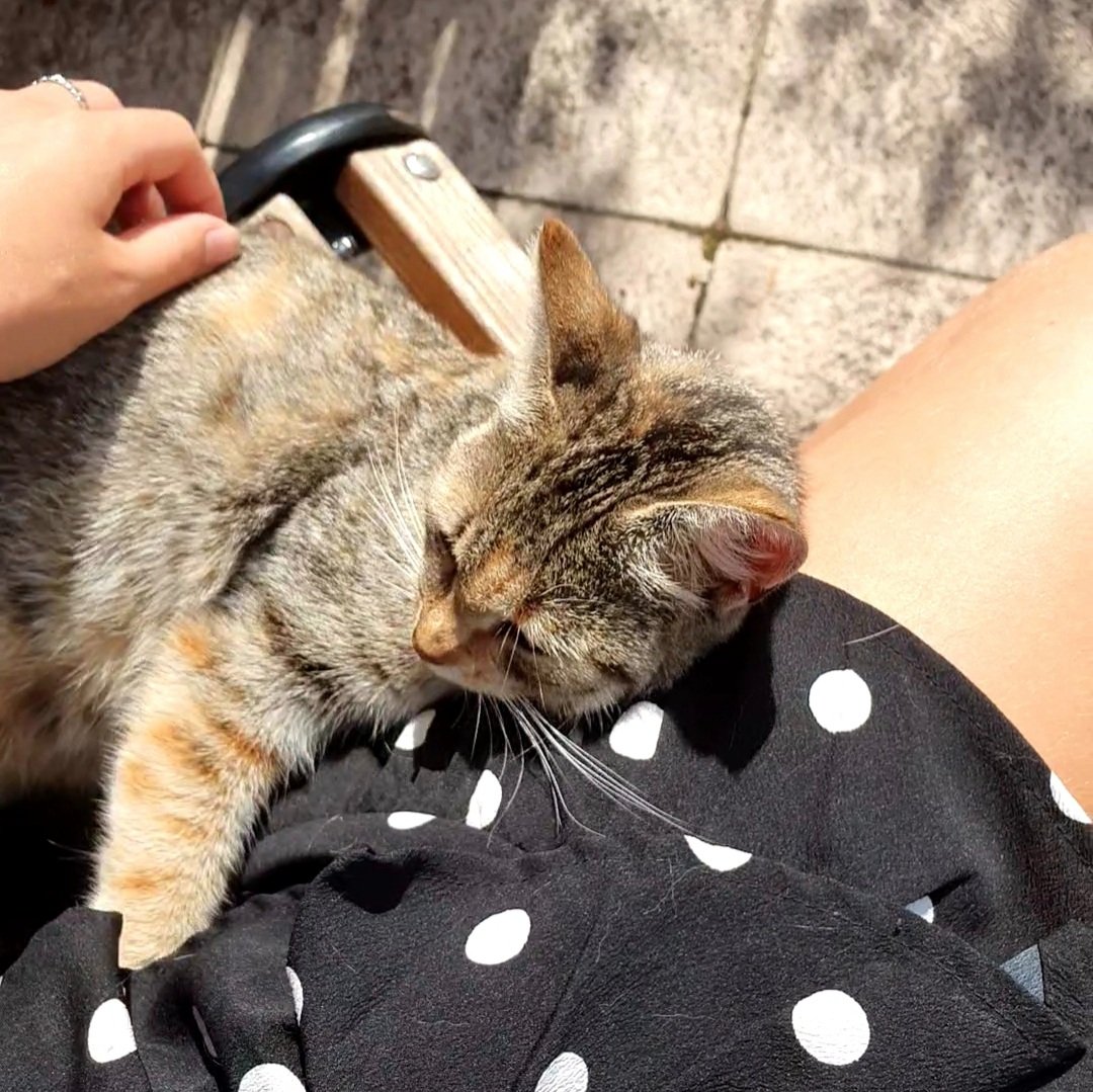 far_lentijn's tweet photo. Bo, Brenda, Flek, Dikkie Dik🥰🥰 https://t.co/Bvvz8Qyp1q