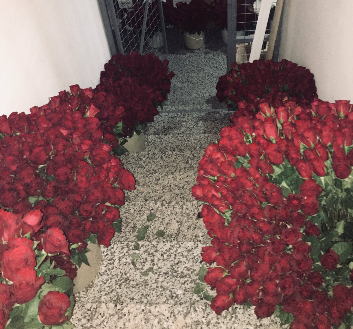khunchaali's tweet photo. سەدجار گوڵ بیت 
دڕكت نەبێ ھەڵت دەپڕوكێنن
''د.عبدالوحید'' https://t.co/06zsXKkfuK