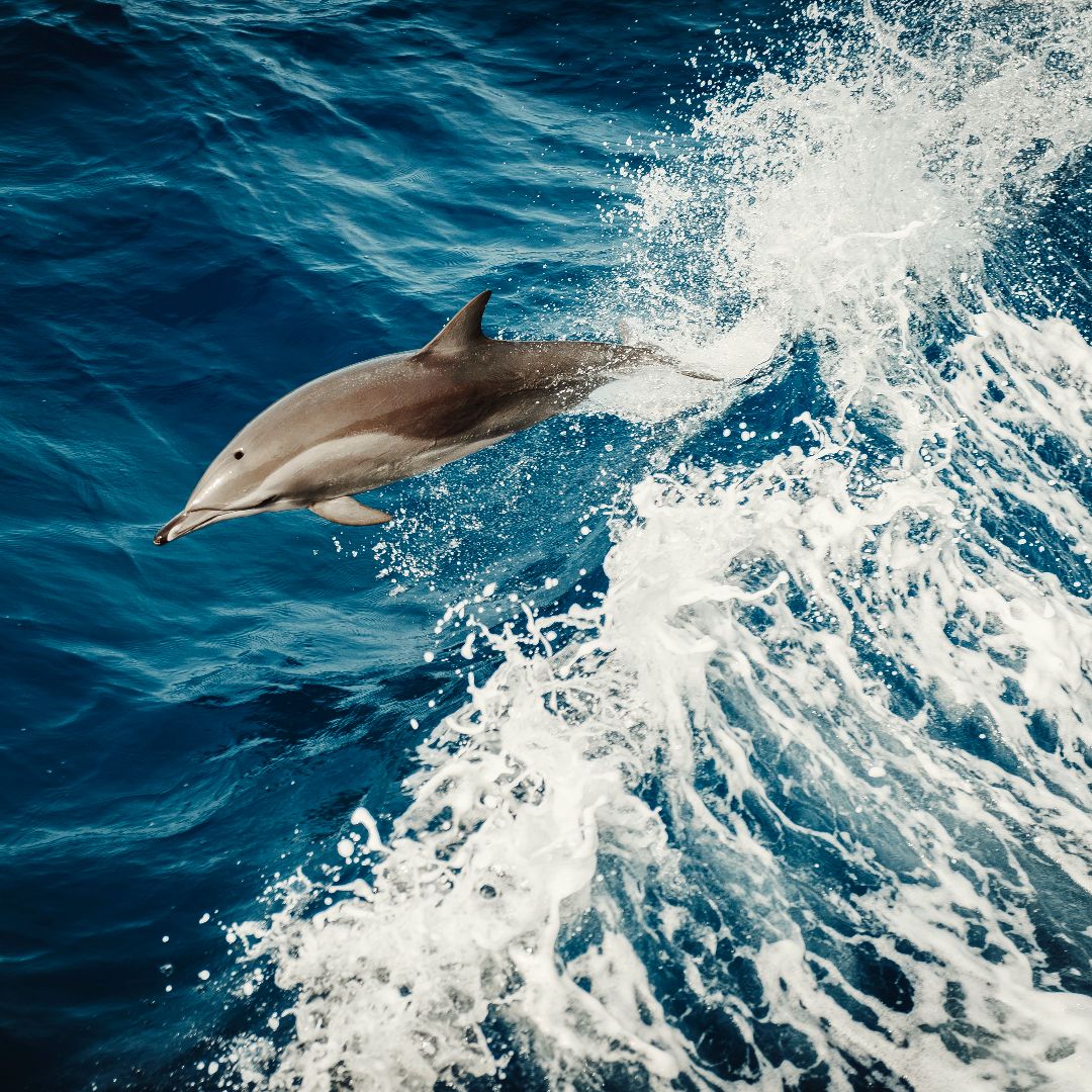 MananaluWater's tweet image. Millions of animals have been affected by microplastics that drift through the water column in the open sea and are virtually impossible to recover. (Source: @natgeo) 

The silver lining is #aluminum. Join #Mananalu and end single-use plastic. Learn More: linktr.ee/mananalu