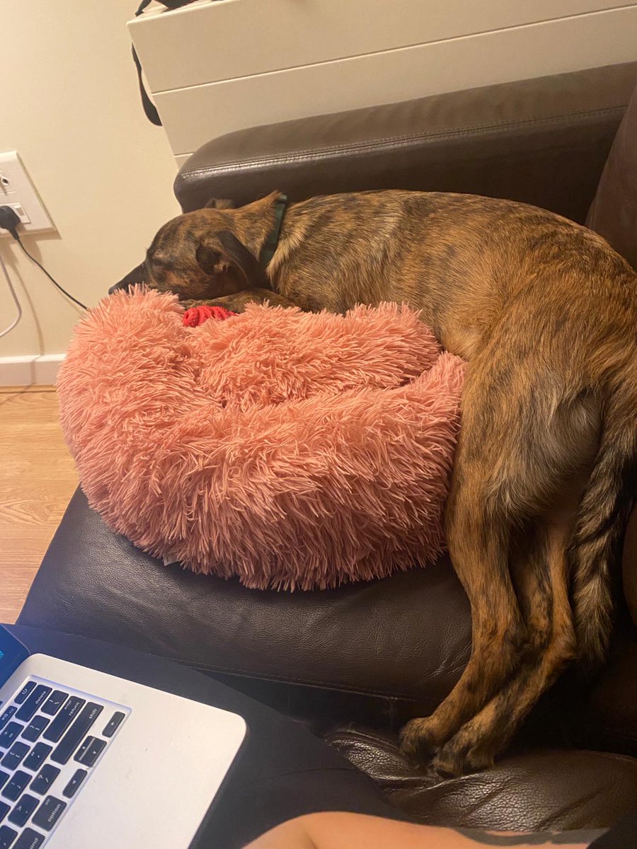 SavingStraysUK's tweet photo. 🐣HAPPY EASTER EVERYONE🐾

💕WHAT BETTER WAY TO CELEBRATE EASTER THAN WITH SOME PHOTOS OF THE HAPPY BUS DOGS SETTLING INTO THEIR NEW HOMES 💕

Here is ALFIE(was Dennis) &amp; Sunday(was Ida) making the most of their comfy new beds with their wonderful forever families 🙏 #home4easter https://t.co/AAydaqJVPB