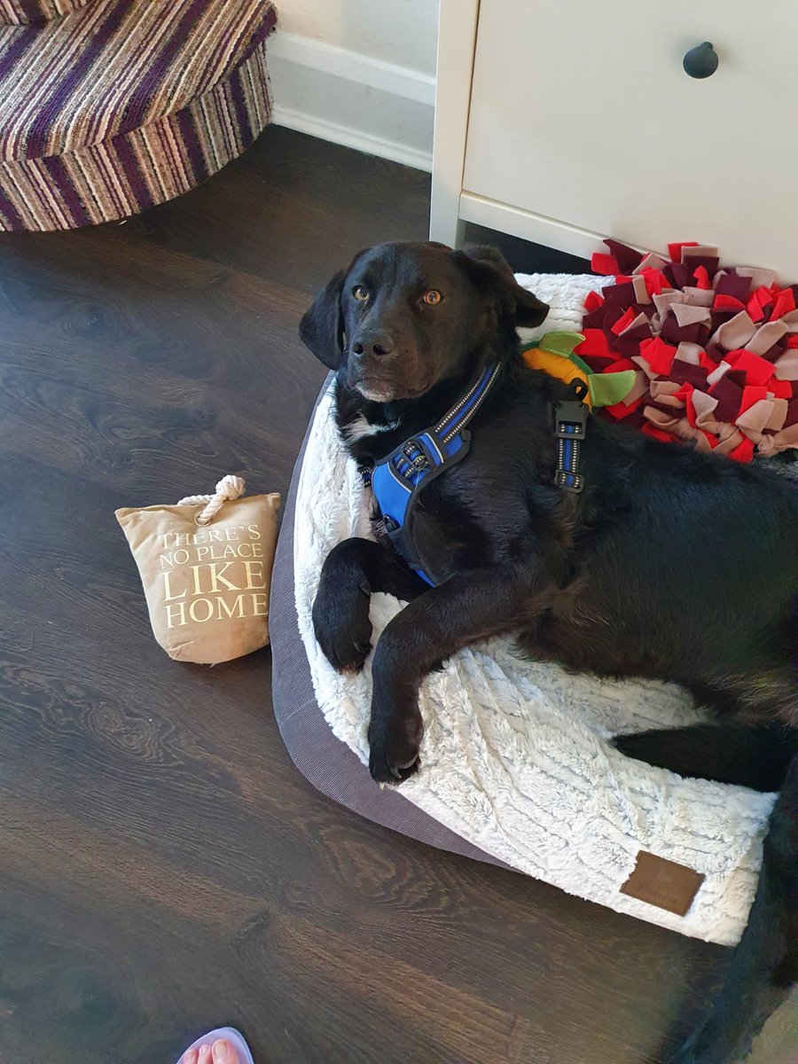 SavingStraysUK's tweet photo. 🐣HAPPY EASTER EVERYONE🐾

💕WHAT BETTER WAY TO CELEBRATE EASTER THAN WITH SOME PHOTOS OF THE HAPPY BUS DOGS SETTLING INTO THEIR NEW HOMES 💕

Here is ALFIE(was Dennis) &amp; Sunday(was Ida) making the most of their comfy new beds with their wonderful forever families 🙏 #home4easter https://t.co/AAydaqJVPB