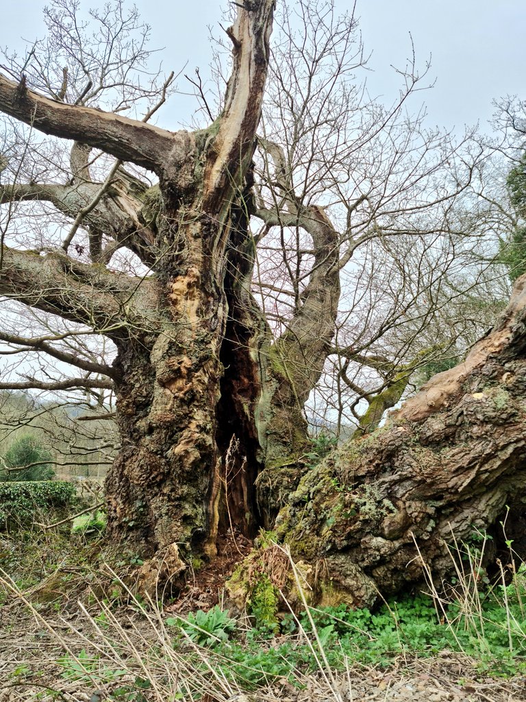 alundjones's tweet photo. Lovely day out and Easter egg hunt at  @ChirkCastleNT. We even managed to come across a tree that's over 1000 years old! #EveryoneNeedsNature #GateOfTheDead https://t.co/50j5lLX58w