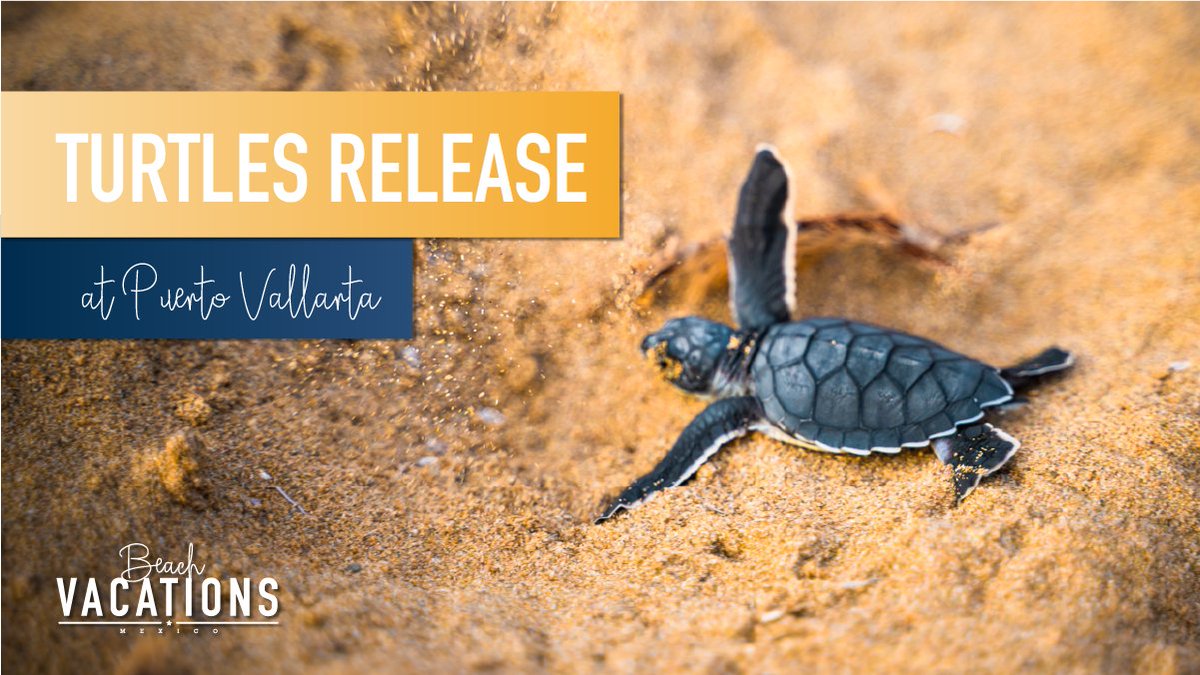 BeachVacationsM's tweet photo. When you participate in a #seaturtle release Puerto Vallarta has, you'll be part of the conservation efforts that help the baby turtles make it safely to the water. https://t.co/m4zi3LrRiJ