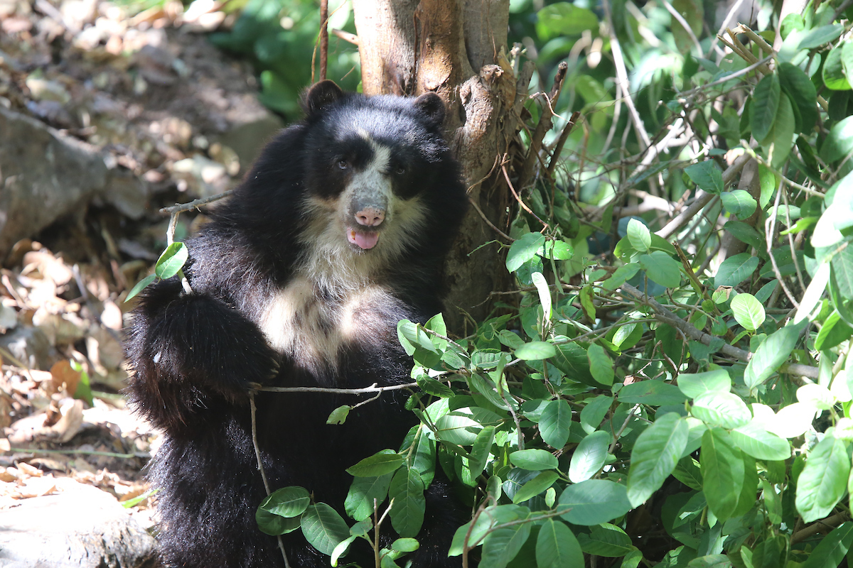 wildnetorg's tweet photo. Throughout 2020, many of our Partners protected and expanded crucial habitats for #wildlife:
🧡 @SBC_peru helped create a 111,000 acre critical habitat area for #spectacledbears.
🧡 @ProyectoTiti added 185 acres to their forest reserve for #cottontops in northern Colombia. https://t.co/r5nftxXNwa