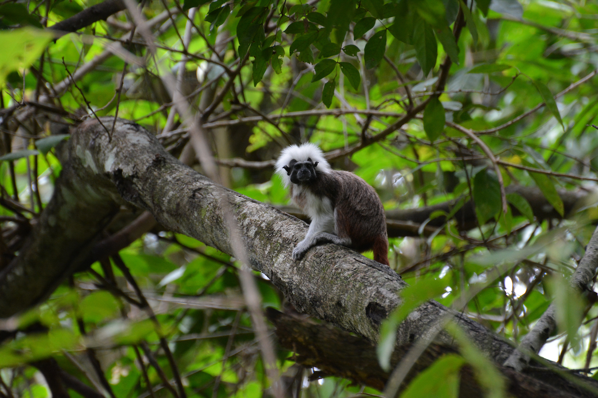wildnetorg's tweet photo. Throughout 2020, many of our Partners protected and expanded crucial habitats for #wildlife:
🧡 @SBC_peru helped create a 111,000 acre critical habitat area for #spectacledbears.
🧡 @ProyectoTiti added 185 acres to their forest reserve for #cottontops in northern Colombia. https://t.co/r5nftxXNwa