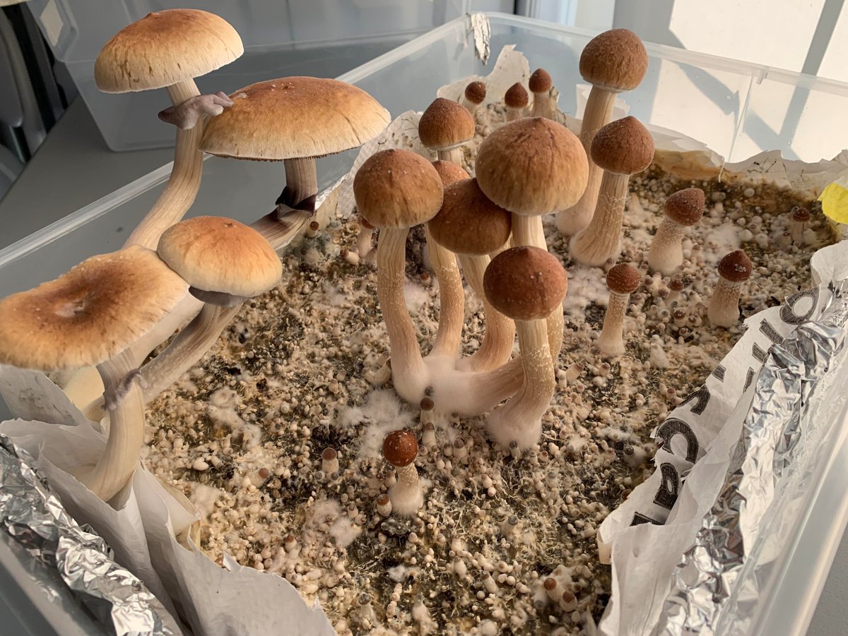 Mushly8's tweet photo. #gratefuldeadfamily #hippie #deadhead #deadtothecore #shroomstrip #jerrygarcia #mushrooms https://t.co/dL0nDoZedO