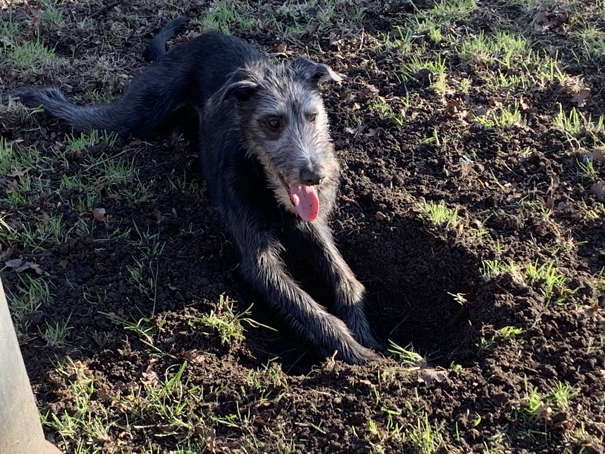 HJBaines's tweet photo. @DominicMcGregor Been desperate to get a dog for ages, just needed the kids to be old enough. Murphy has now joined our family, and in just a few months has become one of us. https://t.co/KFpQXlRt1F