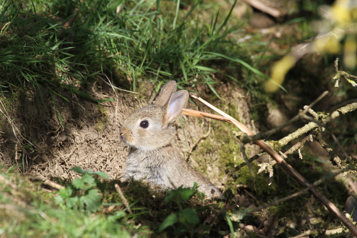 nationaltrust's tweet photo. The Easter bunny has been present in this traditional spring festival for centuries. It's thought to depict the goddess of fertility, whose animal symbol was a rabbit. 
#FolkloreThursday https://t.co/FV8aZN3Qke