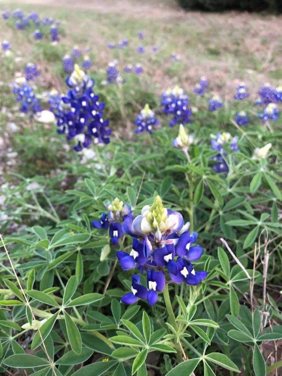 Kudos to the <a href="/TexasElecAdmins/">Texas EA's</a> team for hosting a great conference during challenging times. #texaselections