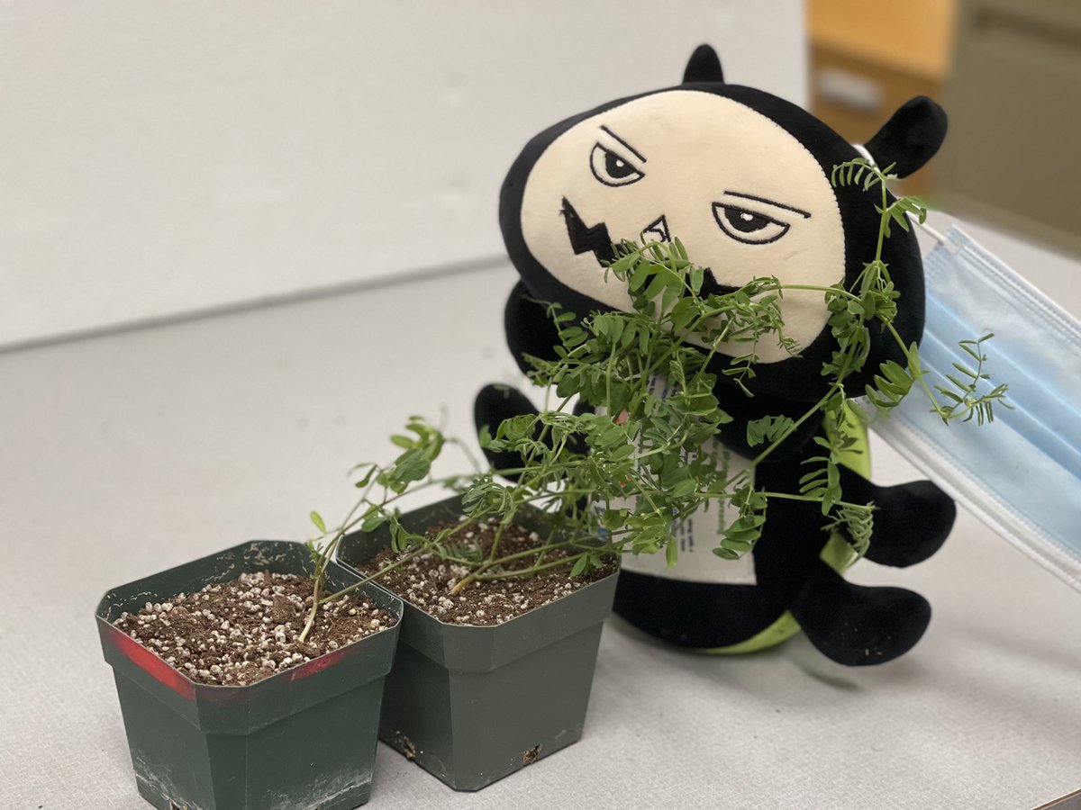 Berenice Romero (@bugsabout1) on Twitter photo <a href="/bug_beastie/">Beastie the Bug</a> took the face mask off to eat these legumes before they get damaged by pea aphids! <a href="/ZhouNx/">Ningxing Zhou</a> works on the development of an economic threshold for pea aphids in legumes in Saskatchewan, 🇨🇦 <a href="/USaskEnt/">Prager Lab</a> <a href="/bug_beastie/">Beastie the Bug</a> took the face mask off to eat these legumes before they get damaged by pea aphids! <a href="/ZhouNx/">Ningxing Zhou</a> works on the development of an economic threshold for pea aphids in legumes in Saskatchewan, 🇨🇦 <a href="/USaskEnt/">Prager Lab</a>