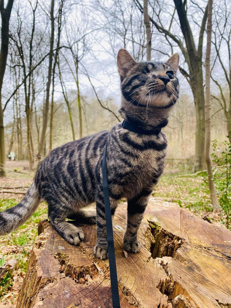 ShelterAmos's tweet photo. Our one-eyed warrior #Odin exploring the forest like a true tiger! 🐅
He learned a lot of new things in his new home, one of them is walking on a leash. 🖤
#AMOS #AMOSShelter #animalshelter #shelterkitten #kittenlove #tigerkitten #adopted #furreverhome #AdoptDontShop https://t.co/OgfkA2rTZs