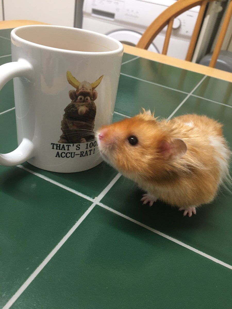graceIightning's tweet photo. I would like to thank my emotional support rodents for their patience in these trying times https://t.co/OtX3GxA4Yy