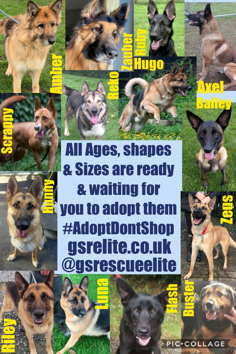 Millie🐾🌈Moose🐾🌈#OneForAllAndAllForMillie🐾 (@millieotlfp) on Twitter photo There r lots of pals in rescue <a href="/gsrescueelite/">German Shepherd Rescue Elite ( GSRE )</a> so if u r lookin 4 a new pal remember to #adoptdontshop
All these pups are lookin 4 someone 2 love them
&are all ready&waiting 4 u gsrelite.co.uk <a href="/gsrescueelite/">German Shepherd Rescue Elite ( GSRE )</a> #K9Hour #rehomehour #forgottensoulshour There r lots of pals in rescue <a href="/gsrescueelite/">German Shepherd Rescue Elite ( GSRE )</a> so if u r lookin 4 a new pal remember to #adoptdontshop
All these pups are lookin 4 someone 2 love them
&are all ready&waiting 4 u gsrelite.co.uk <a href="/gsrescueelite/">German Shepherd Rescue Elite ( GSRE )</a> #K9Hour #rehomehour #forgottensoulshour