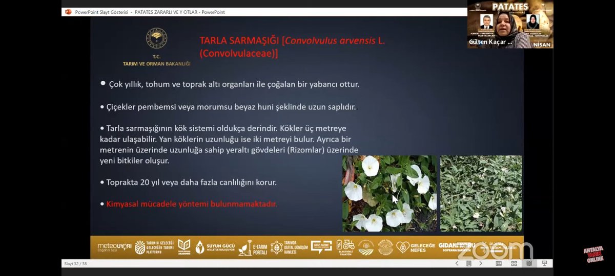 bsryldrm71's tweet photo. @ANTALYA_TOM @enesbatur00 @bekirpakdemirli @ersinyazici1 @gokhankaraca_ #patates #GelecekTarimda 
3.yoklama 
Tarla sarmaşığında kimyasal mücadele yöntemi bulunmamaktadır https://t.co/DZn3ki4Ujw
