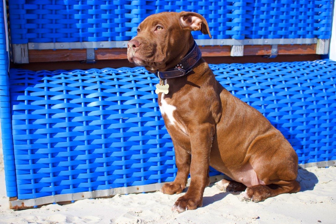 theycallmeraven's tweet photo. Queen 👑
#queeninthemaking #endbsl #dontbullymybreed #AdoptDontShop #pitbull
@TheQuietOne1993 @lucyred62 @evepolastriw @italymystery https://t.co/e503ILUsRG