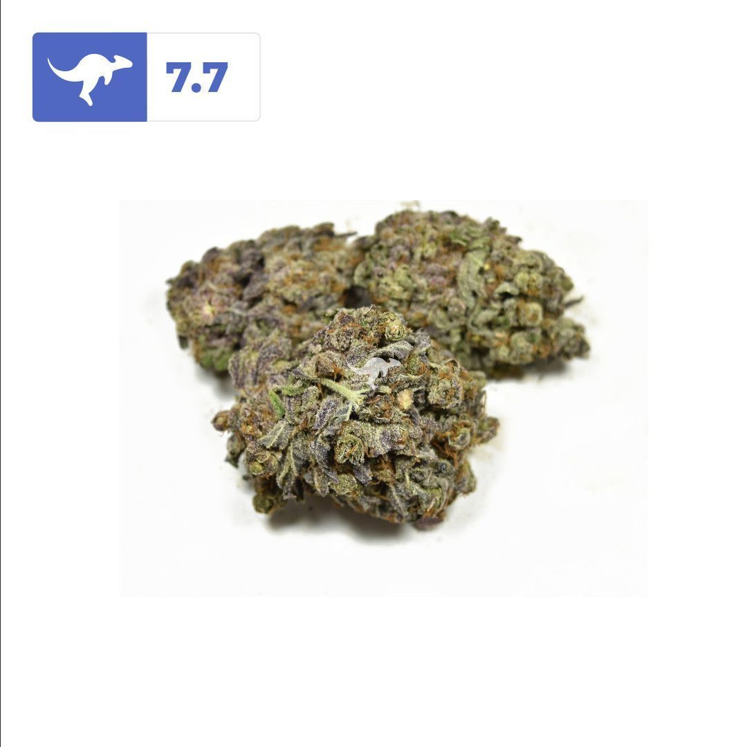 canngaroo's tweet image. Peyote Purple | #peyotepurple
•
Peyote Purple is an indica-dominant backcross of Bubba Kush with a citrusy and coffee flavour with a vanilla overtone. Recommended for night time use, it will have you feeling uplifted and relaxed.
•
Review on Canngaroo and earn rewards!
•