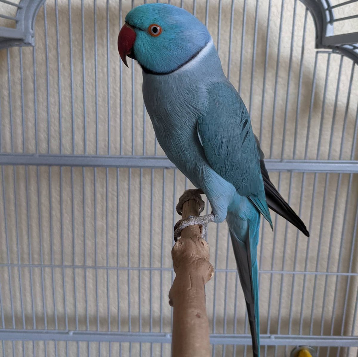 Mumver took in a new birb. His name is Chester. He's had at least 4 homes in his life.