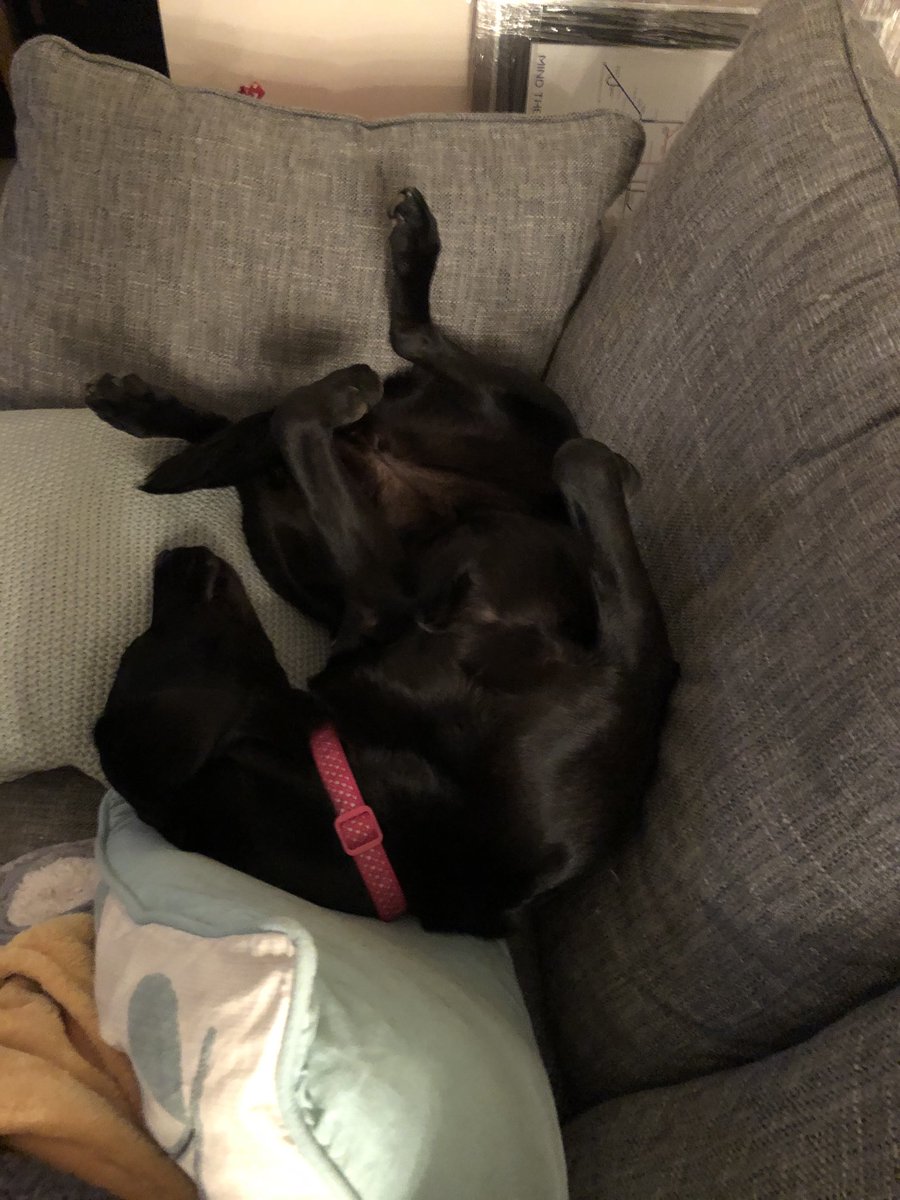 Darcydog6's tweet photo. This is my default sofa sleeping position 💤 https://t.co/xrLmjR3qFY