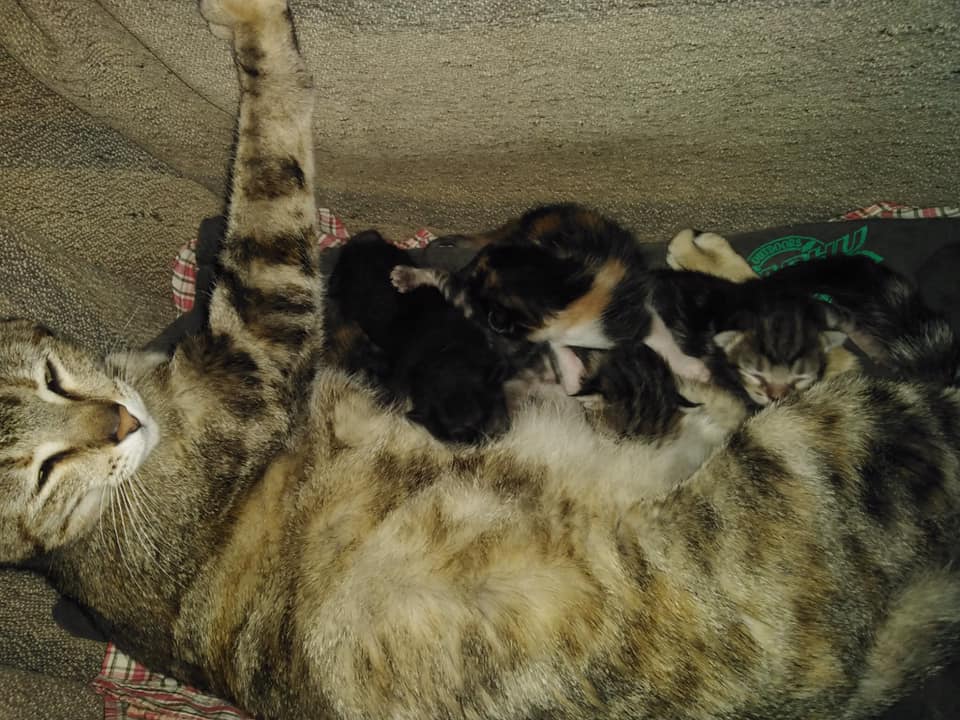 Esta mamá y sus lactantes necesitan urgentemente una casa de acogida, no tenemos nada para ellos de momento. <a href="/juaningea/">Juan Gea</a> <a href="/carmenporter_/">Carmen Porter</a> <a href="/melisatuya/">melisatuya</a> <a href="/LeticiaDolera/">LeticiaDolera</a> @Antoniasanjua <a href="/AlexODogherty/">Alex O'Dogherty</a> <a href="/EmmaOzores/">Emma Ozores</a> <a href="/Diana_Navarro/">Diana Navarro</a> <a href="/BrunaHusky/">Rosa Montero</a> <a href="/AlejandraBotto/">Alejandra Botto</a>