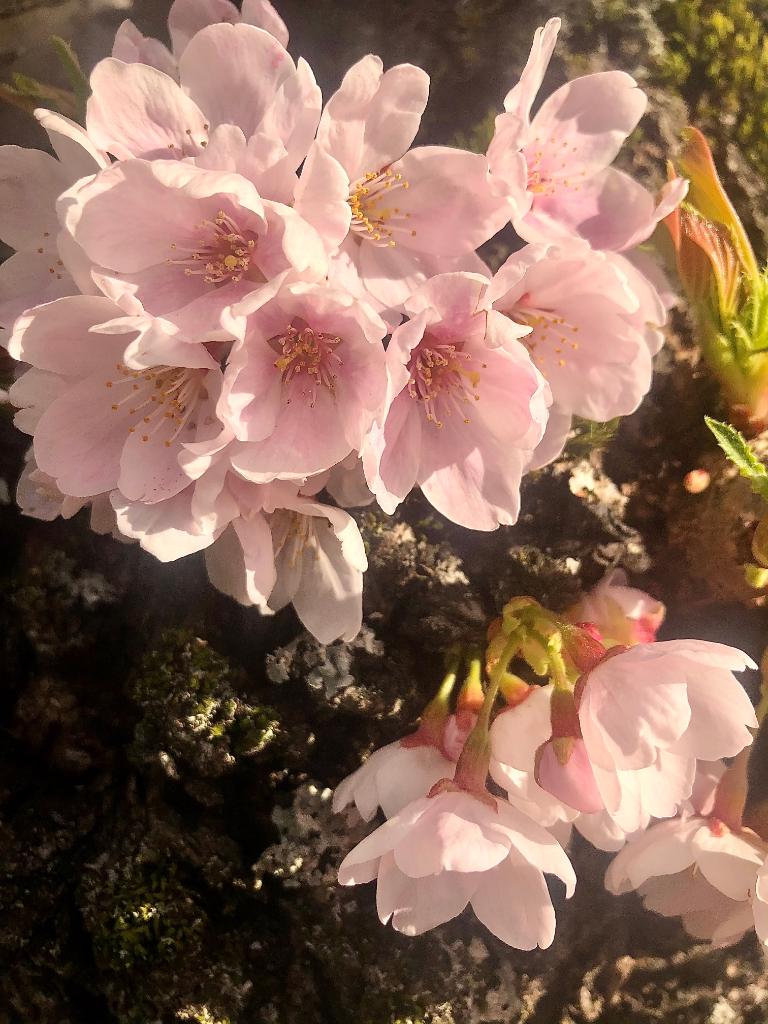 uwcherryblossom's tweet photo. I ain't foolin'... my branches are beautiful on the south end of campus too! 🌸 https://t.co/m6pc2a0wWm