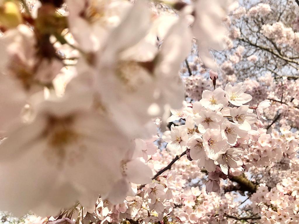 uwcherryblossom's tweet photo. I ain't foolin'... my branches are beautiful on the south end of campus too! 🌸 https://t.co/m6pc2a0wWm